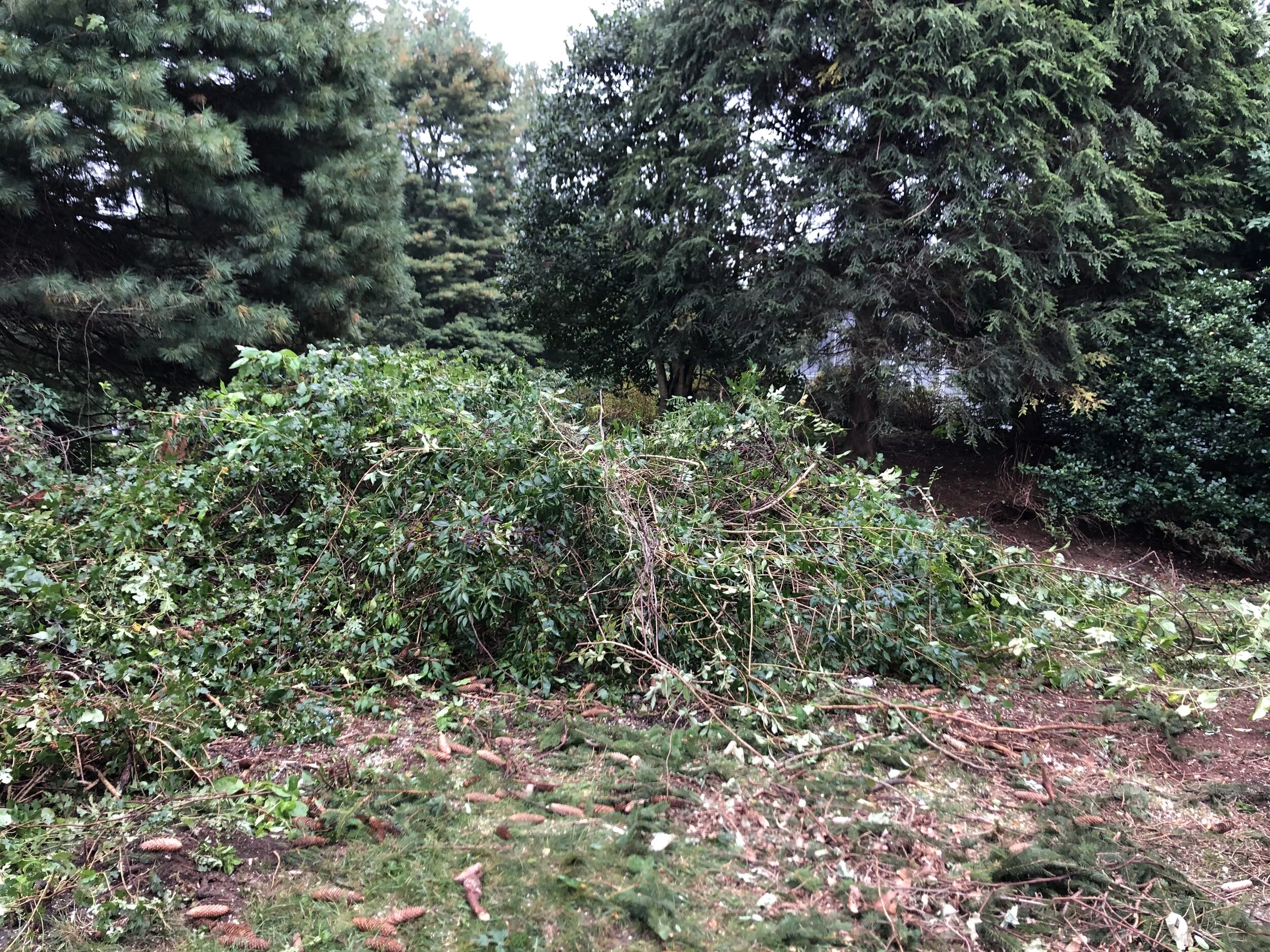 IMG_1009.jpeg