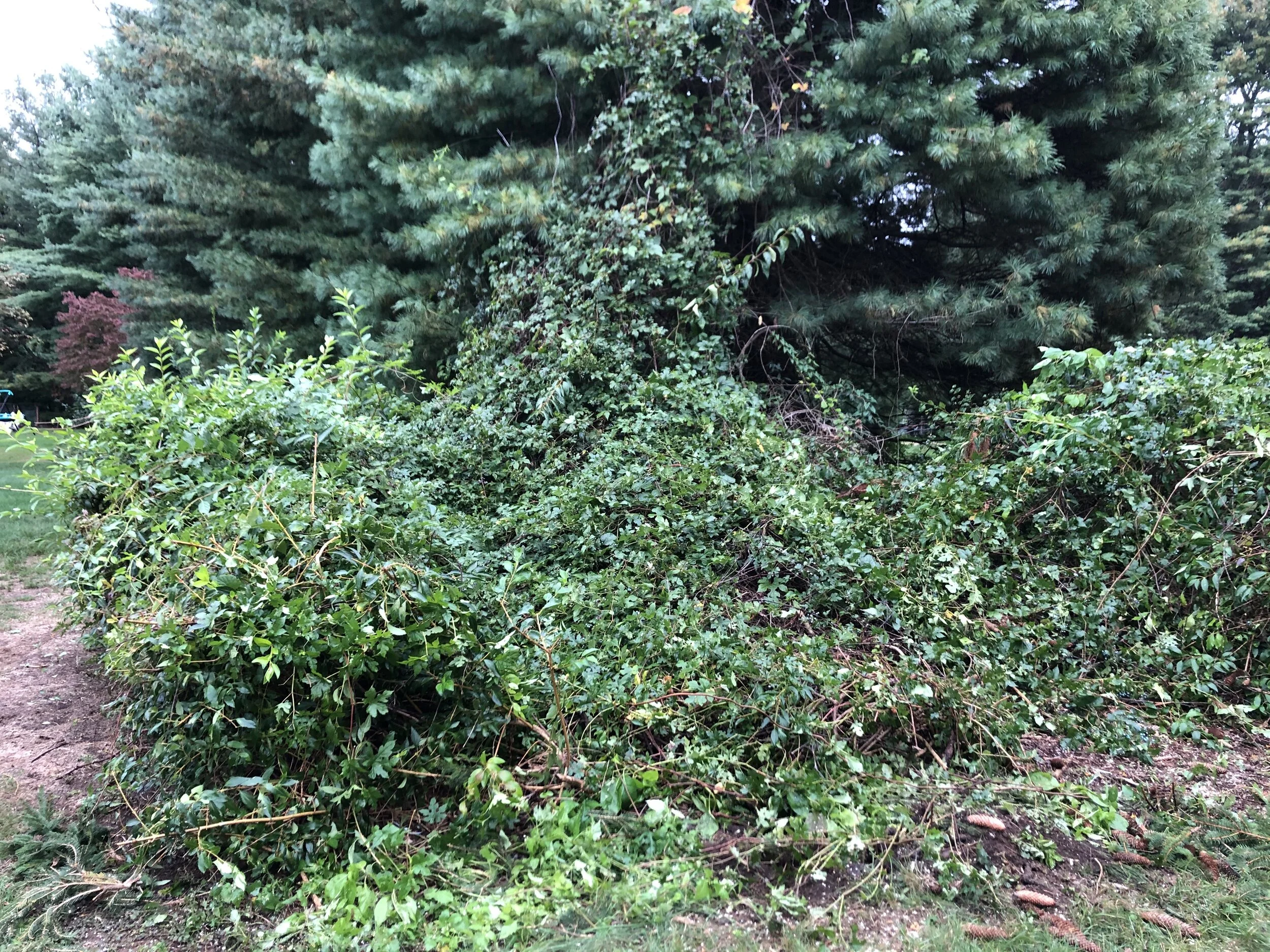 IMG_1010.jpeg