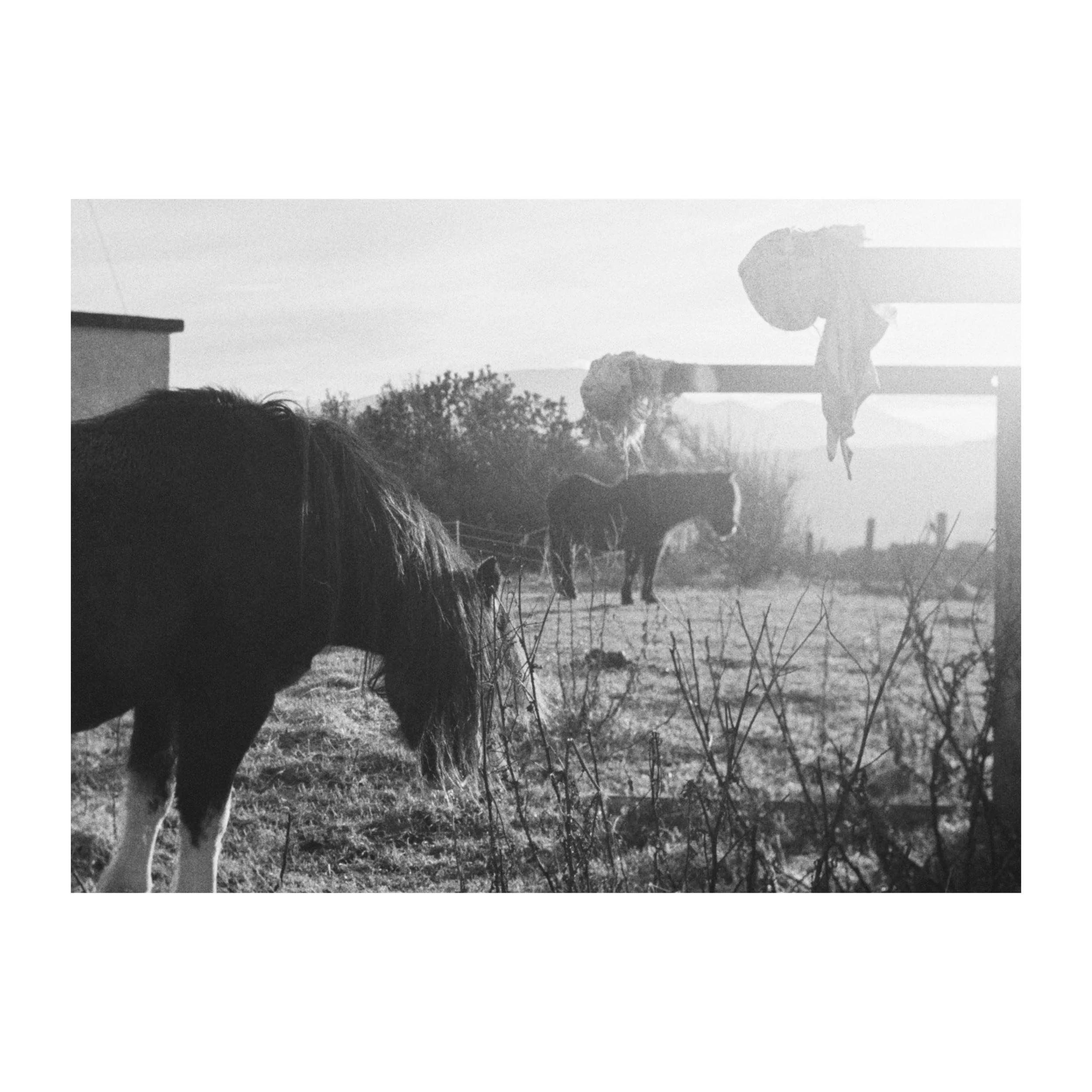 Whitagram-Image.jpeg