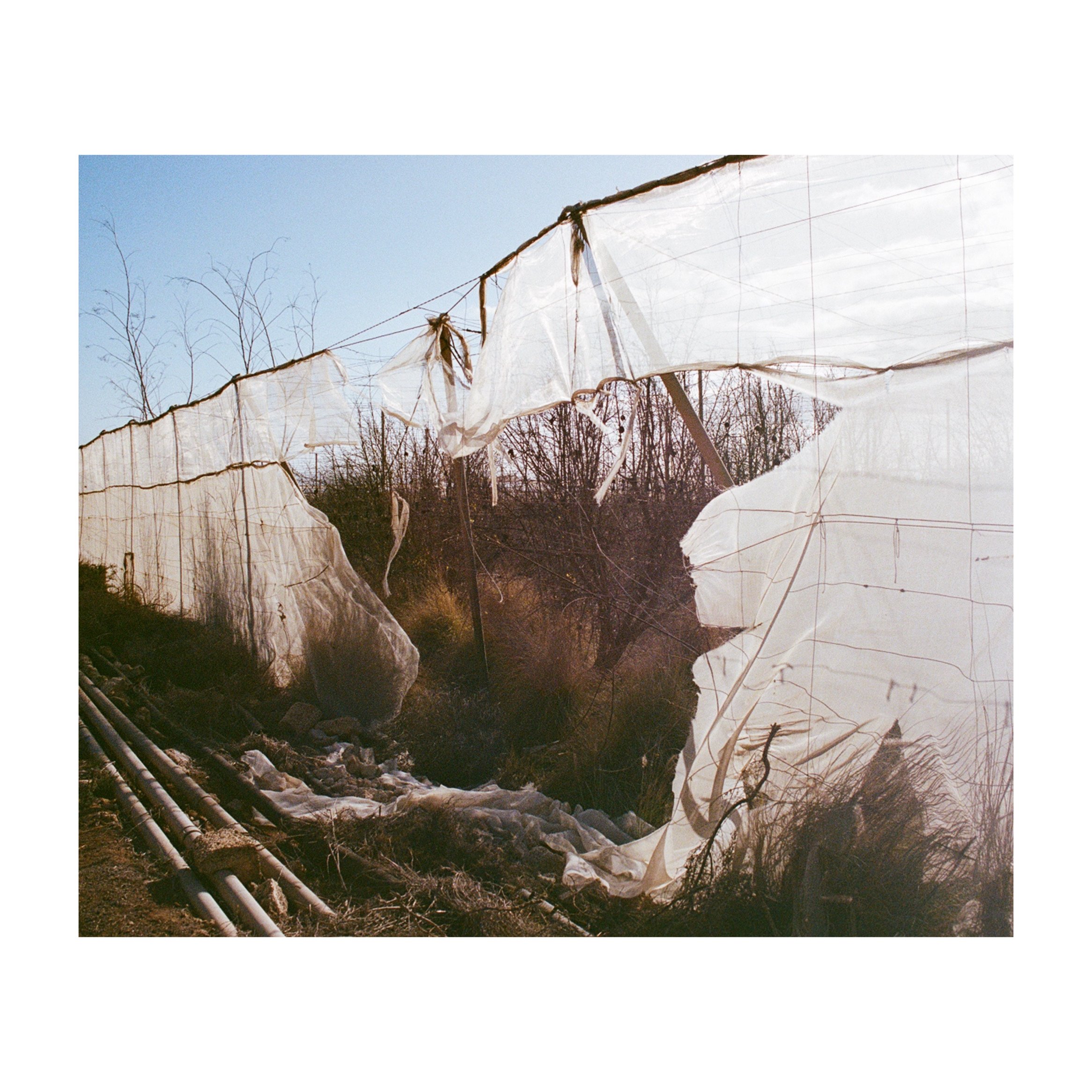 Whitagram-Image.jpeg