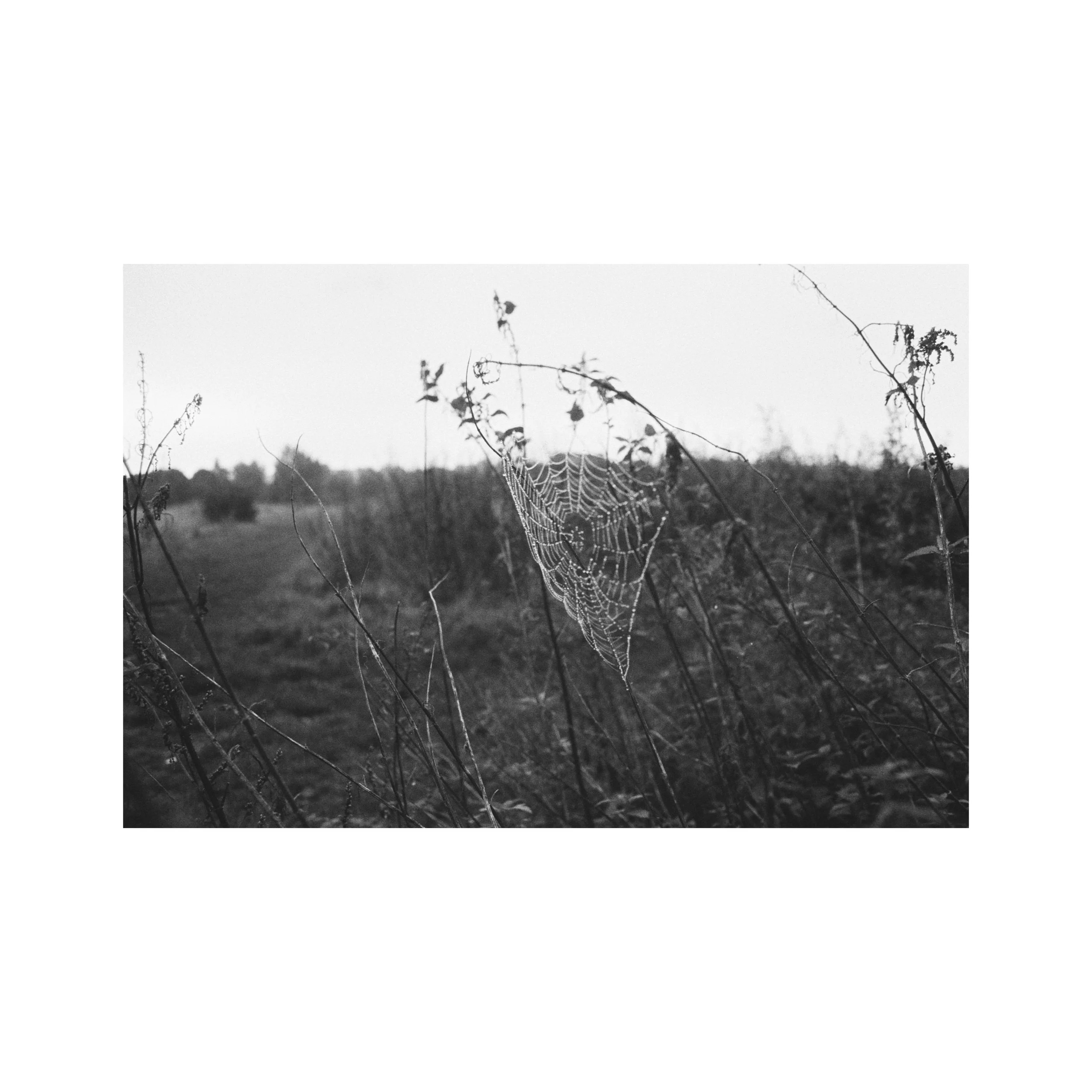 Whitagram-Image.jpeg