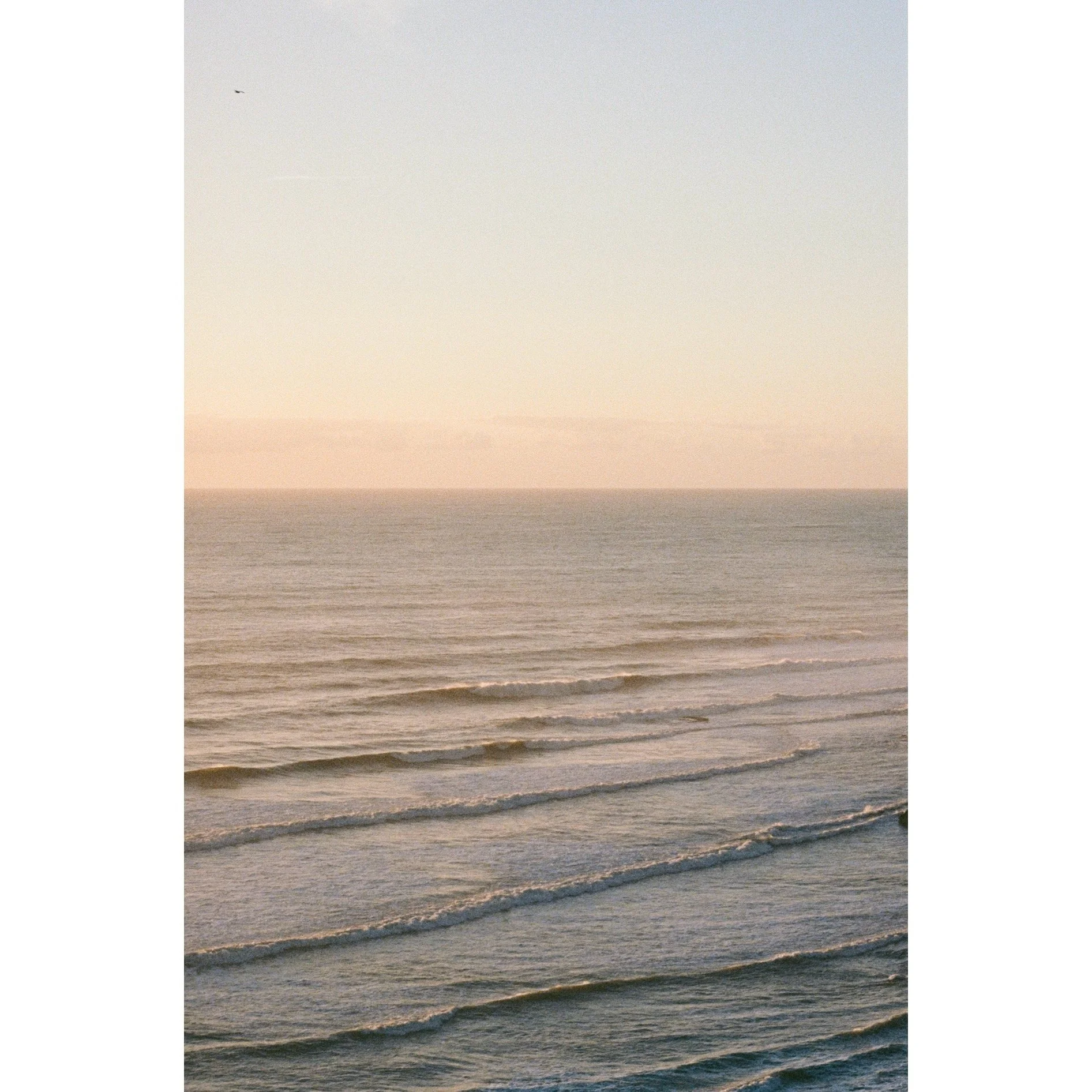 Whitagram-Image.jpeg
