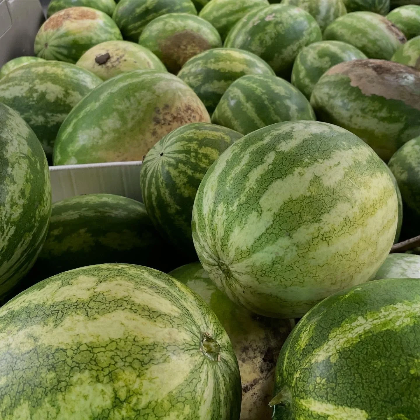 Thank you @cul2vatefarms for sharing the bounty of your watermelon harvest!! We can&rsquo;t wait to share a juicy slice on our plates next week @luke1412nashville!