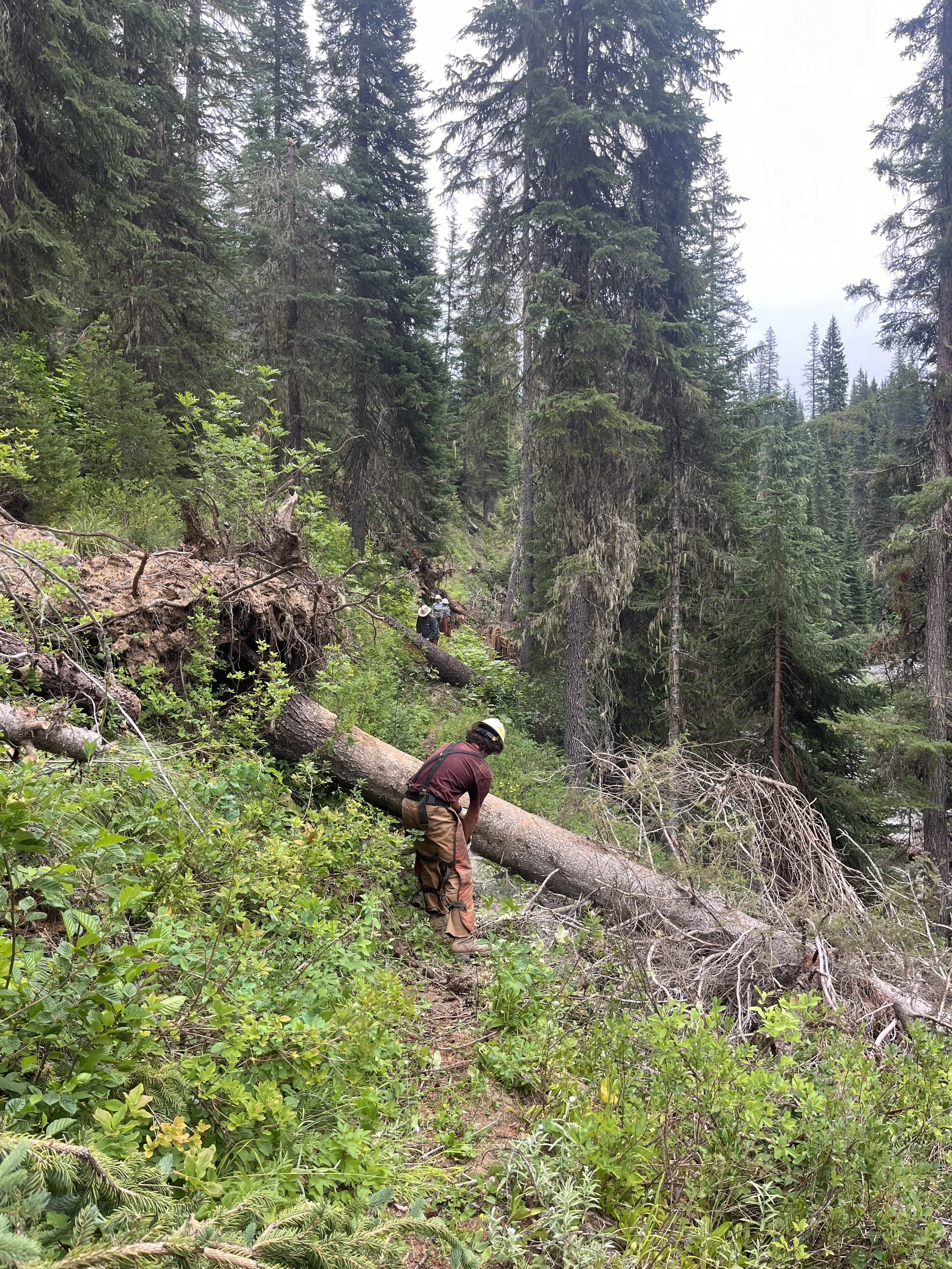 cutting trees 373.JPG