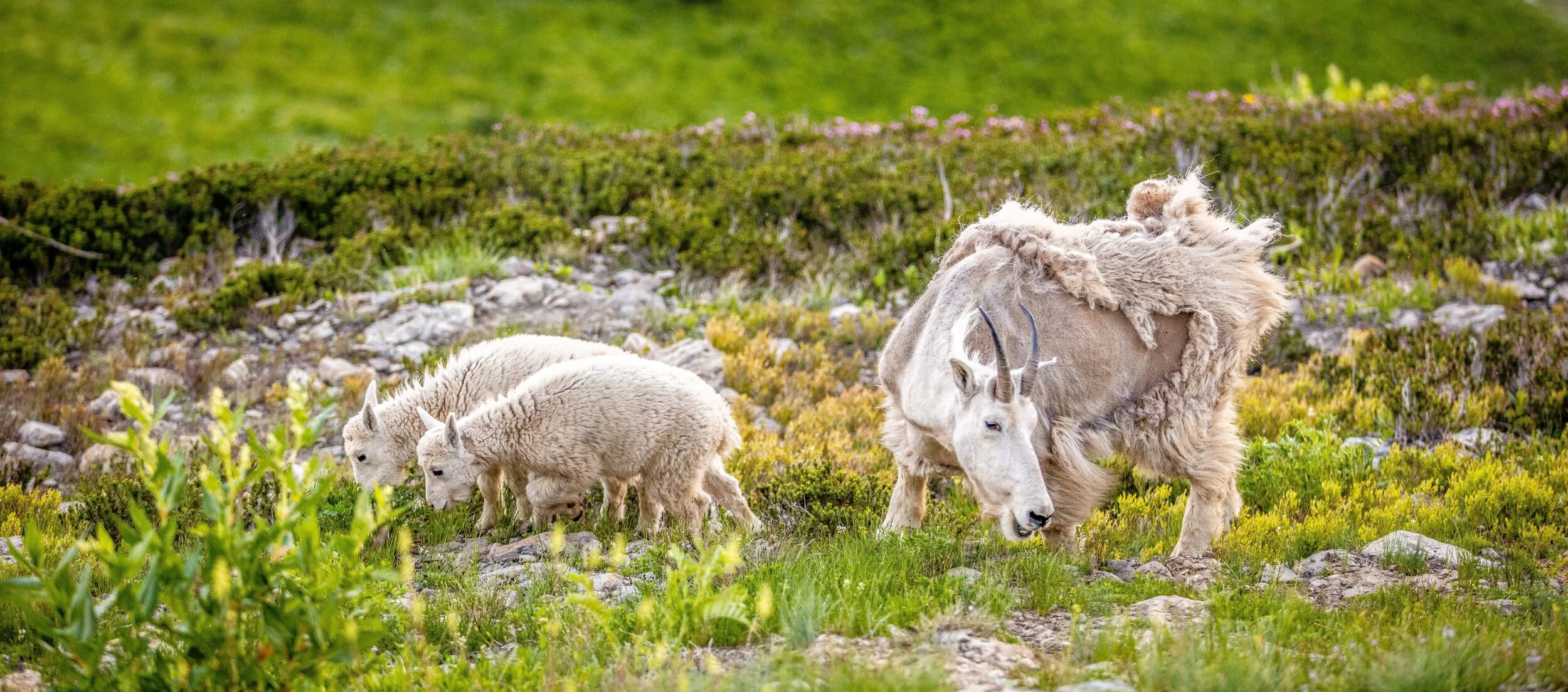 Three Goats (2).jpg