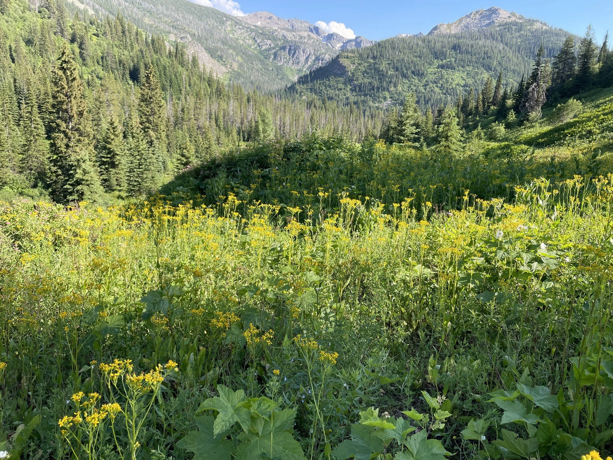 Kid Lake Meadow Restoration 
