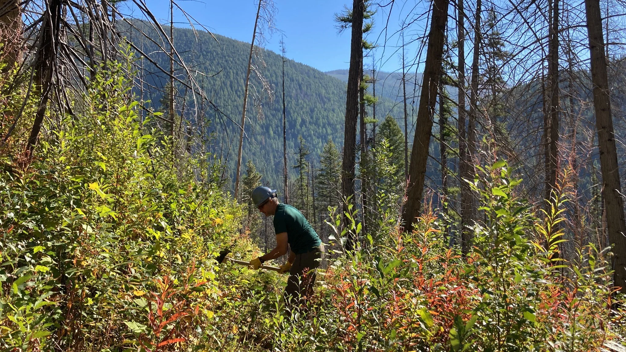 Cedar Peak Trail Improvement with the Rocky Mountaineers