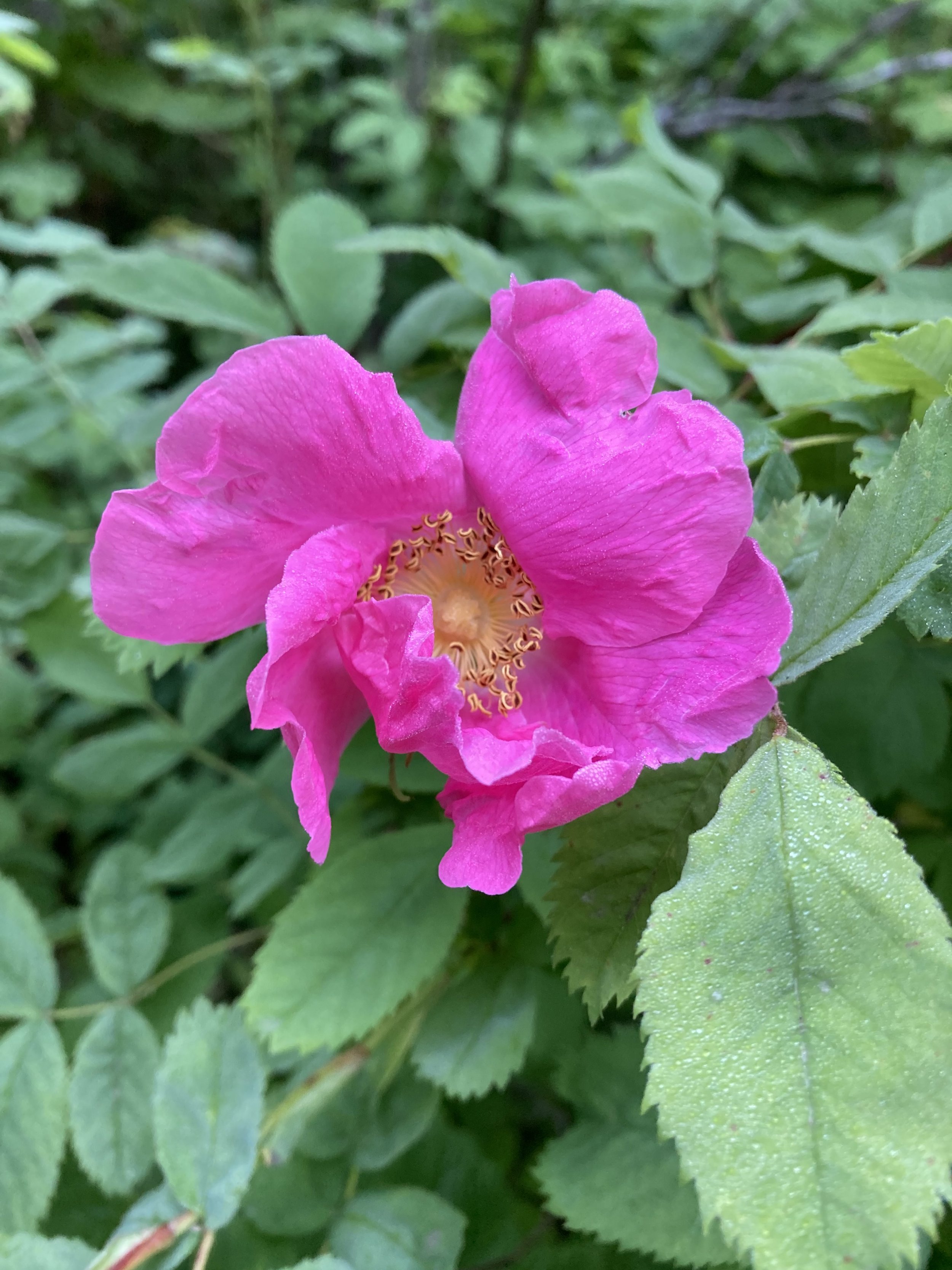 Wood Rose (Rosa spp.)