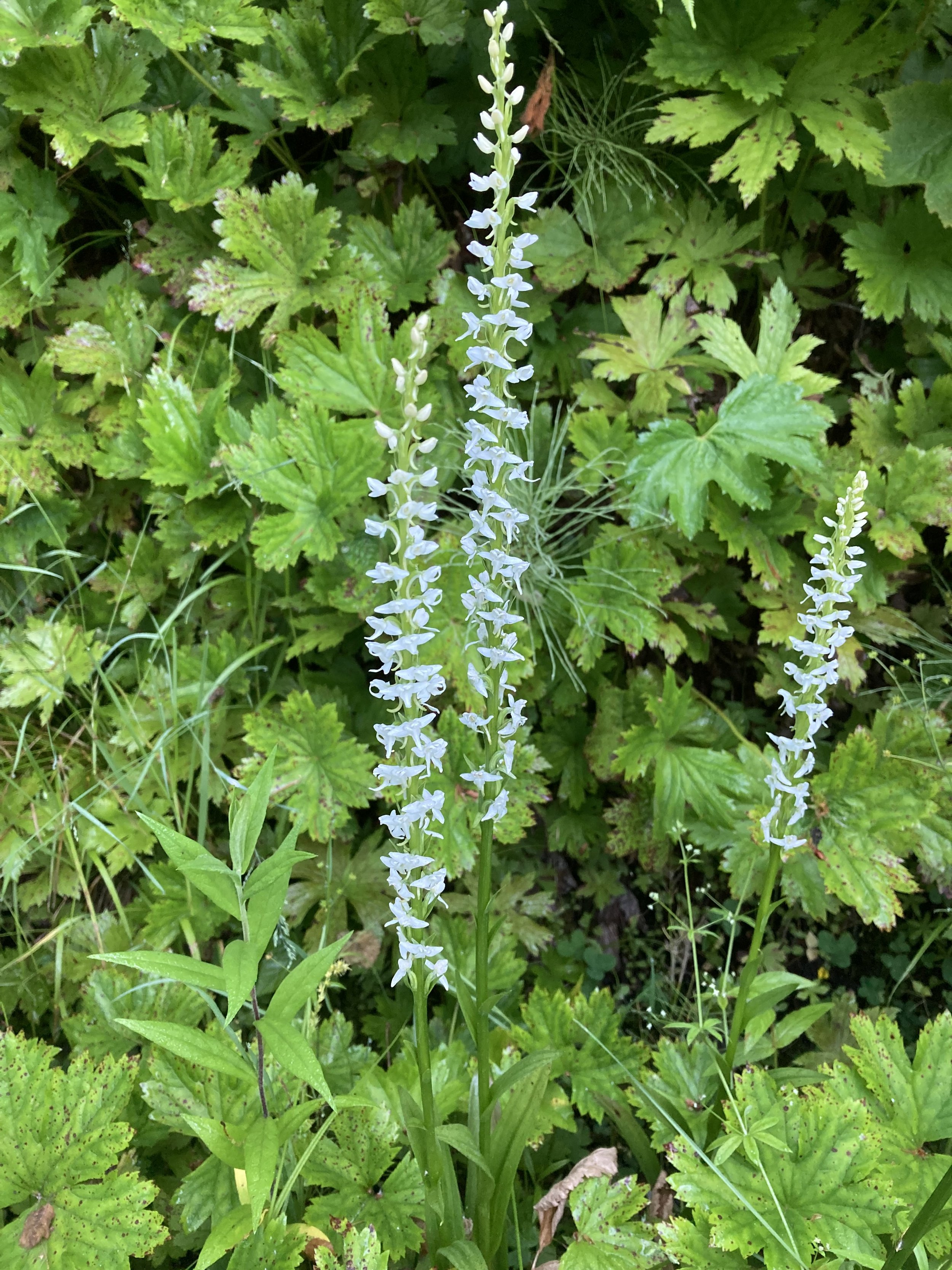 White Bog Orchid (Habenaria dilatate)