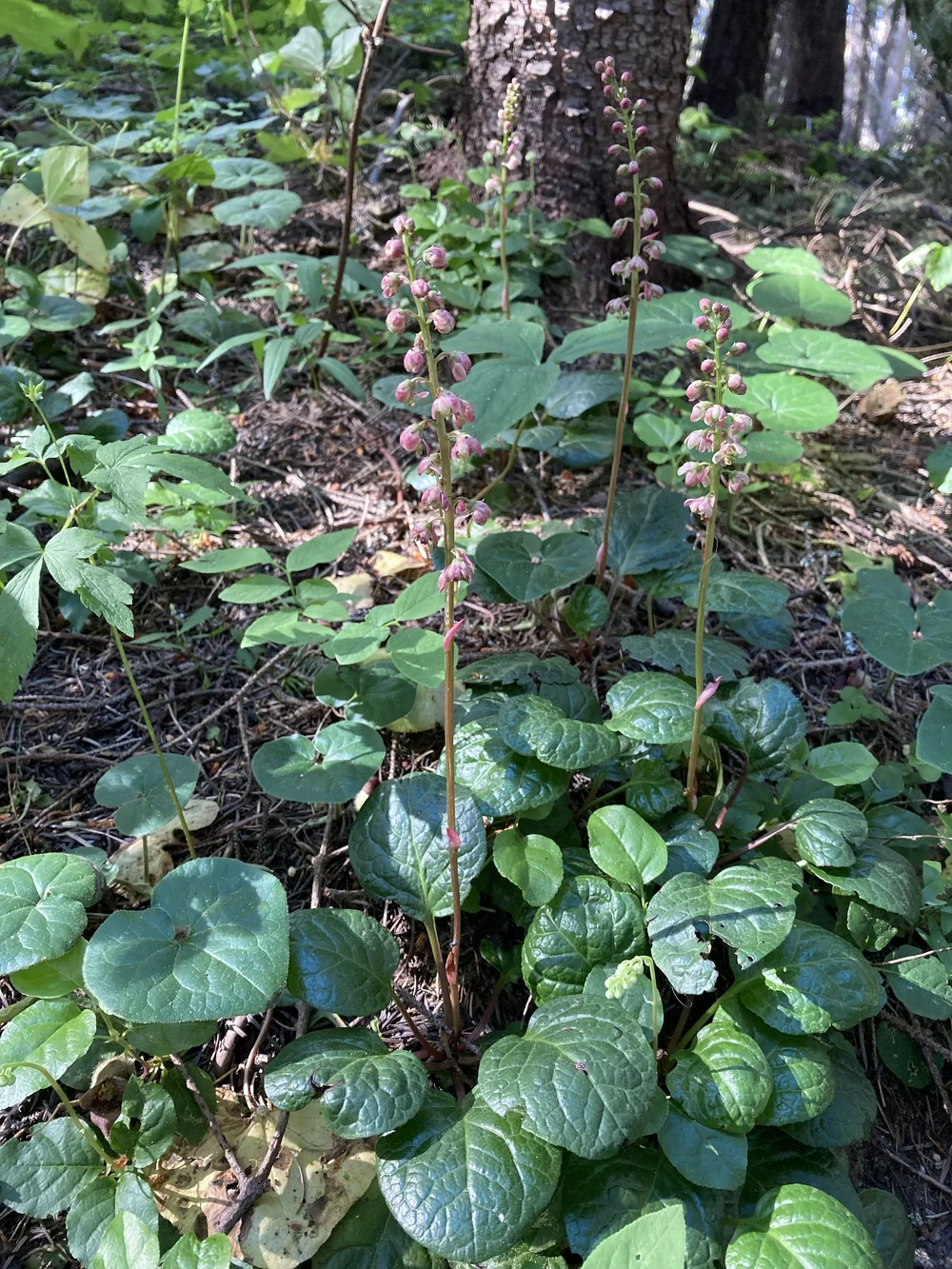 wild broccoli plant Deitrich's Wild Broccoli Raab Organic Seeds