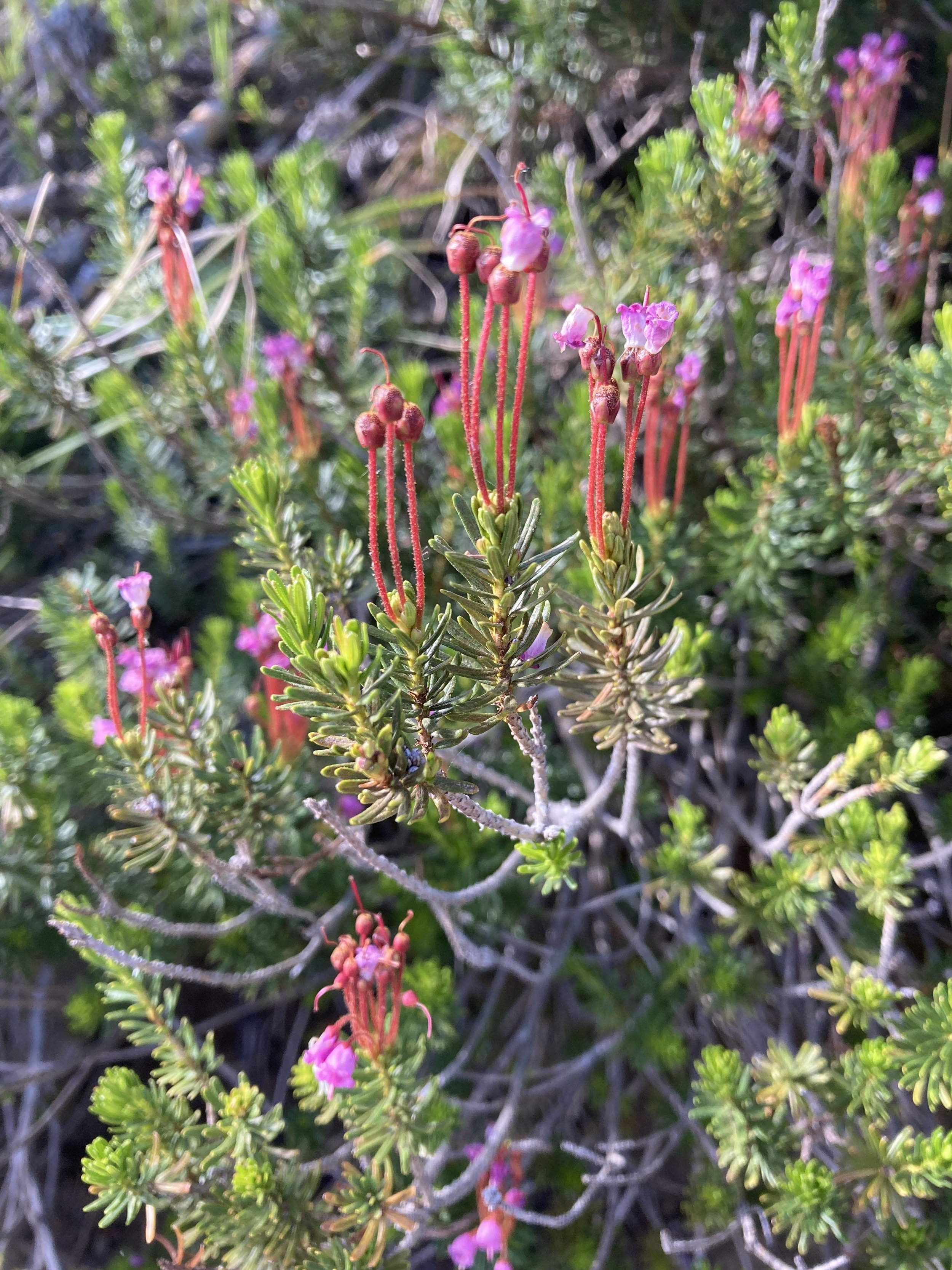 Red Heather (Phyllodoce empetriformis)