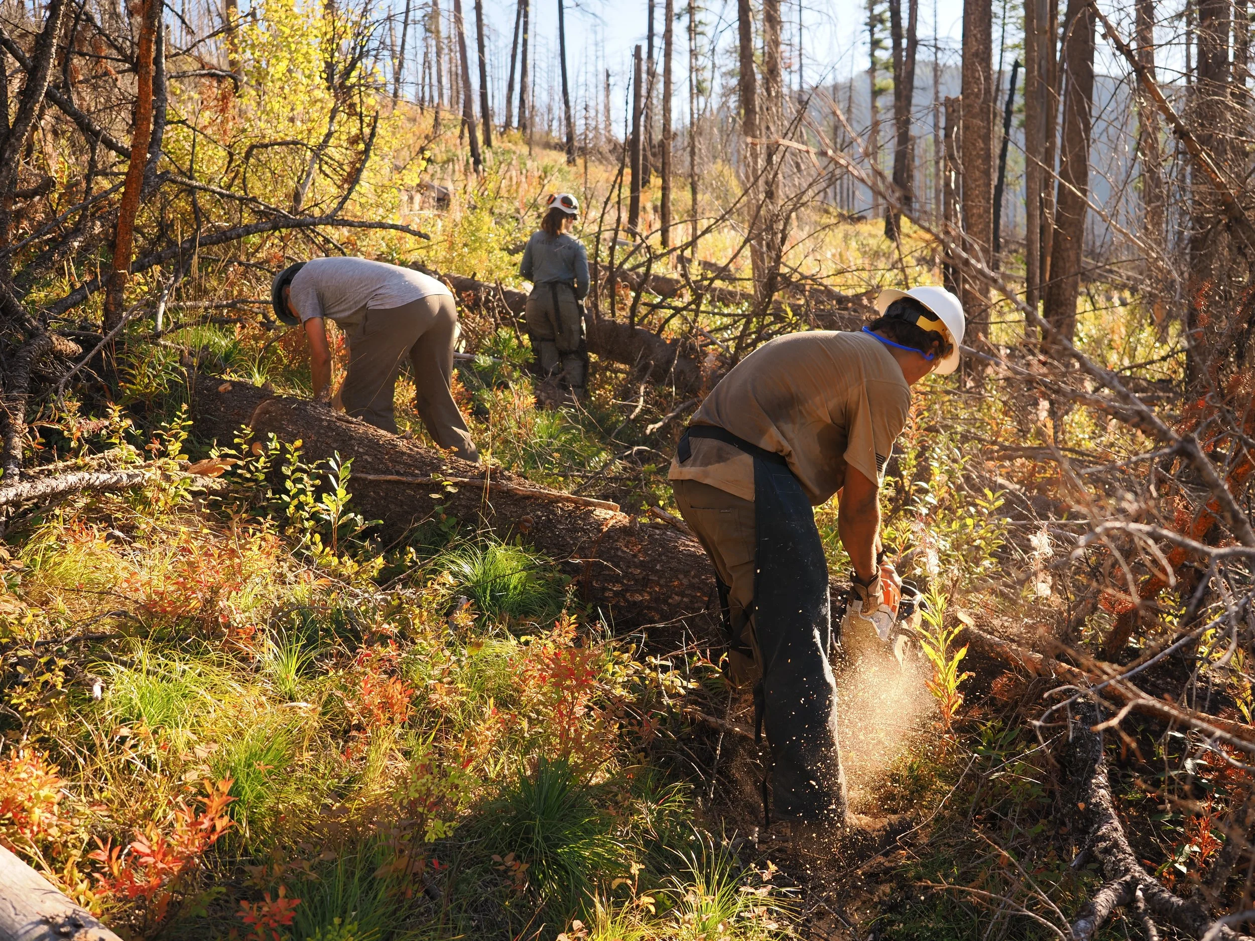 Cedar Peak Trail Improvement w/ Rocky Mountaineers