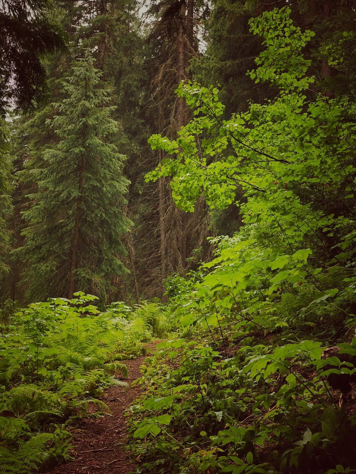 National Trails Day: Jerry Johnson #38 Trail Improvement 