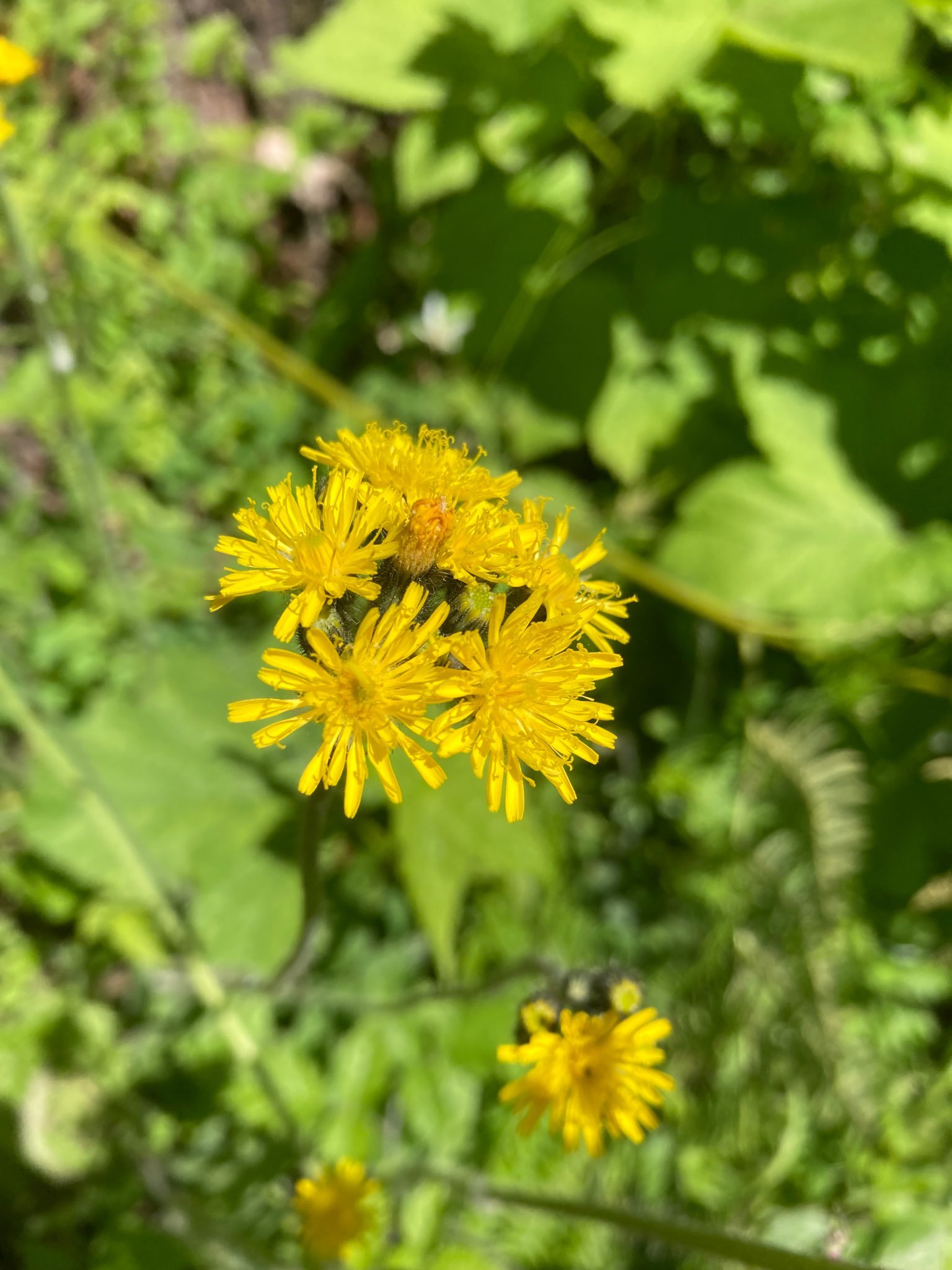 meadow_hawkweed.jpg