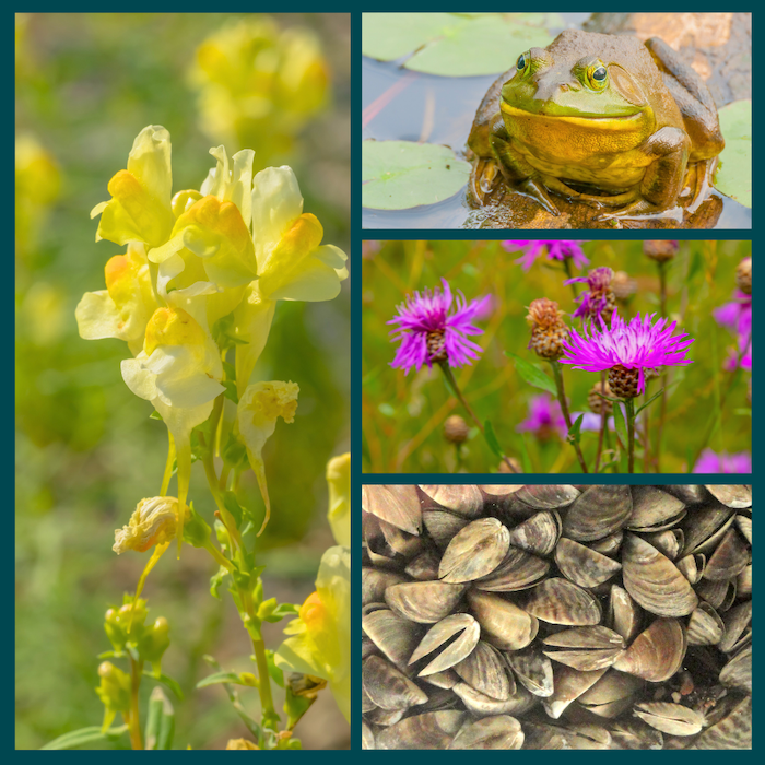 Naturalist Trivia Night