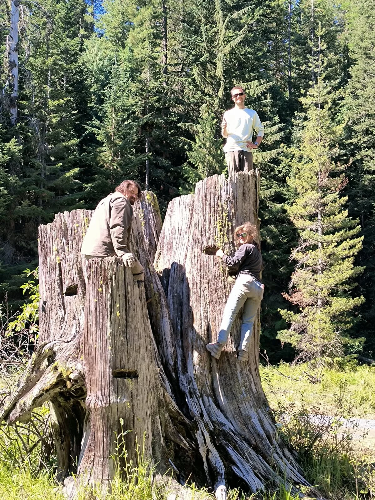 crew on burned out stump (1).JPG