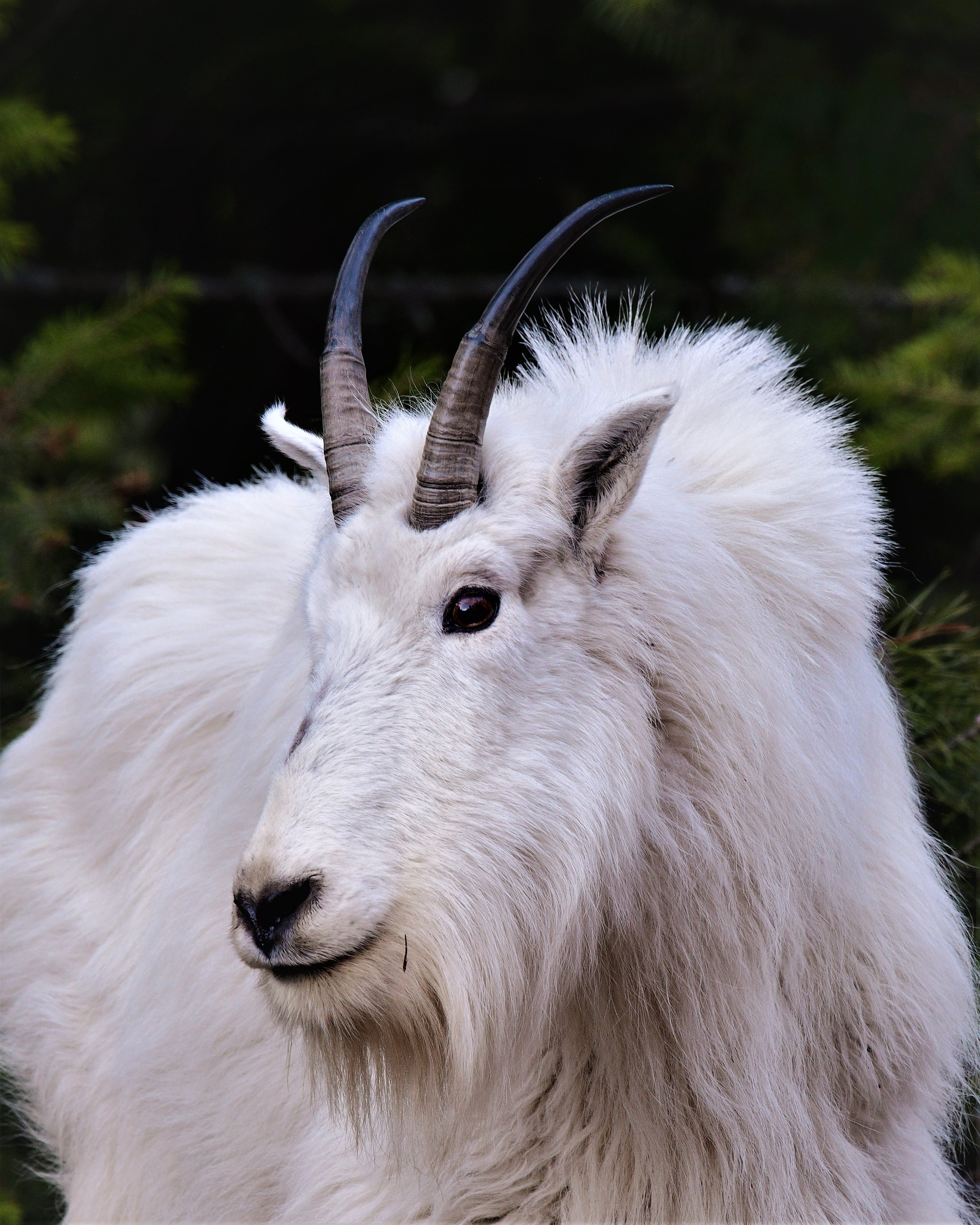Species Highlight: Native Mountain Goat — Great Burn Conservation Alliance
