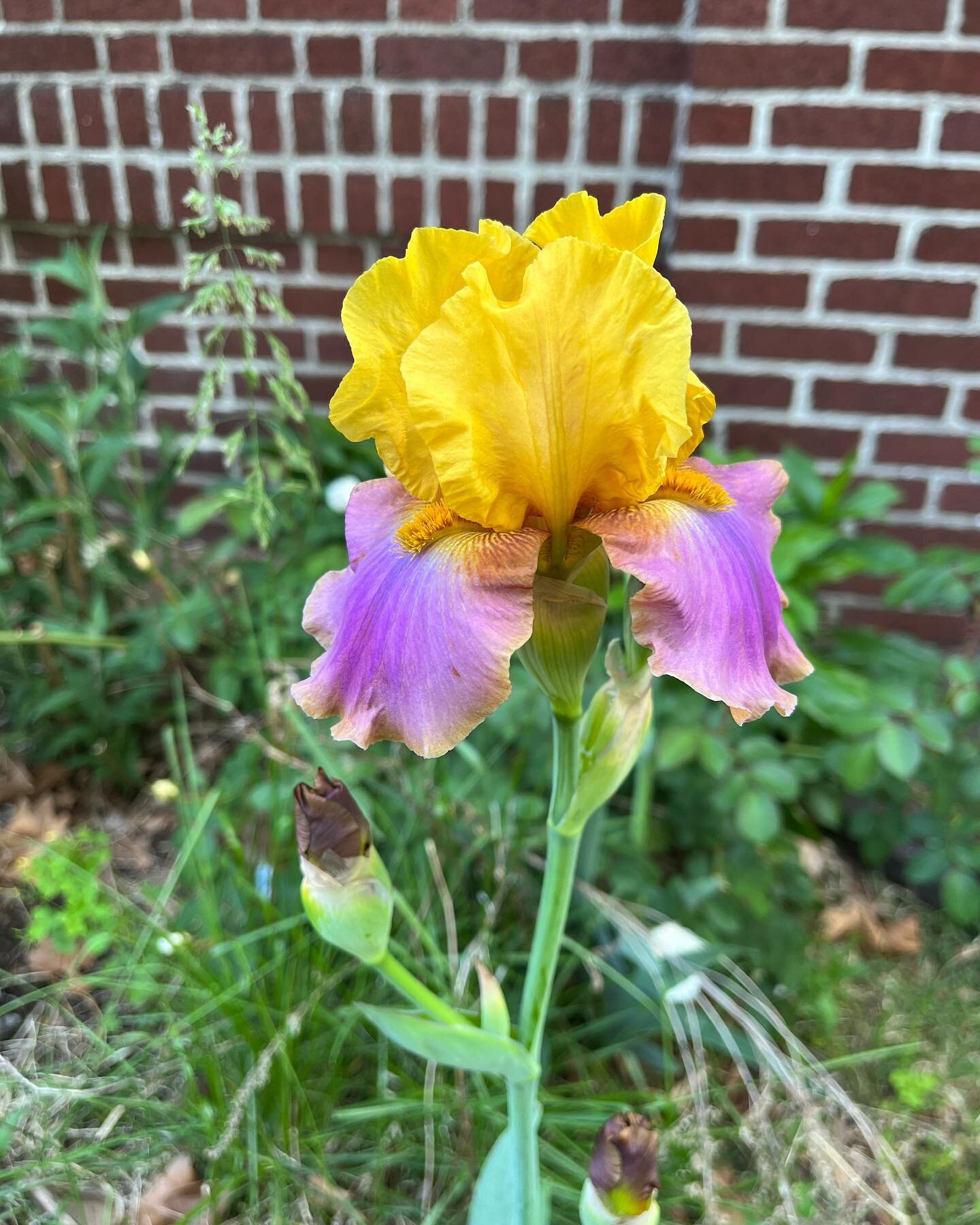 Super Sylvan color palette iris (probably not a color Joseph planted deliberately) and the first of the roses are blooming, too. #boldiris #intensecolorpalette  #firstrosesoftheseason #urbanfaeriegarden #cocreatinghometogether #brooklyngarden