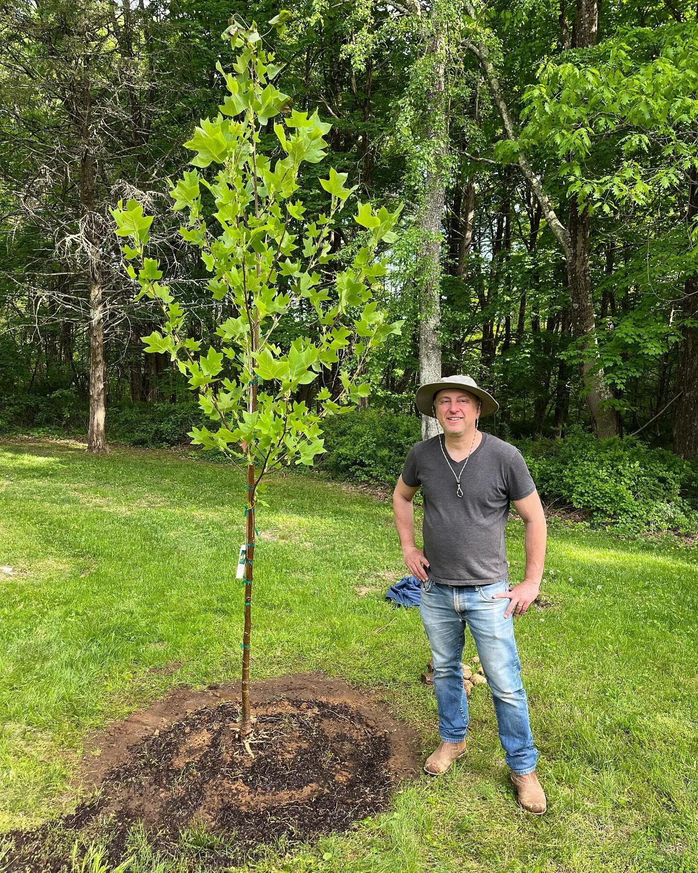 Joseph planted a tulip tree as a part of this year&rsquo;s first round of native tree planting to diversify the tree species on the land. Tulip trees can reach 90 feet or so when fully grown, so we&rsquo;ll have many years to watch this one become a 