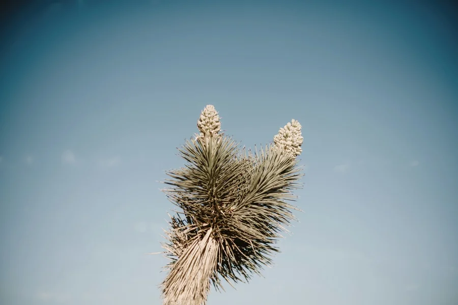 A Day In Joshua Tree // Kandis + Dan // Photos By: June Photography©