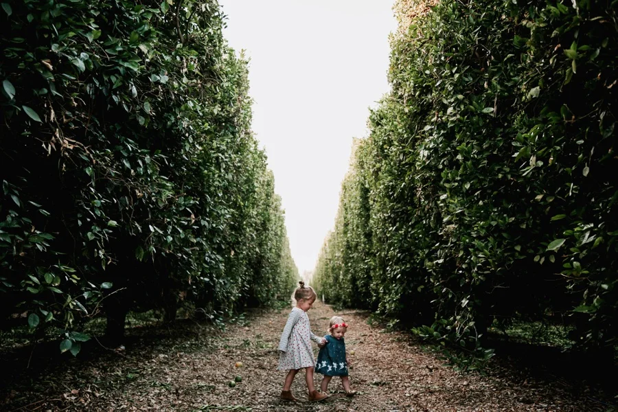 The Broguiere Girls // Orange Groves-Kandis Marino Photography©