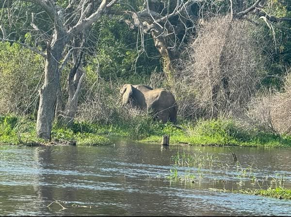 Elephant.jpg