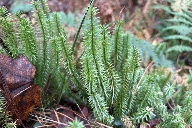 Tree Like Club Moss