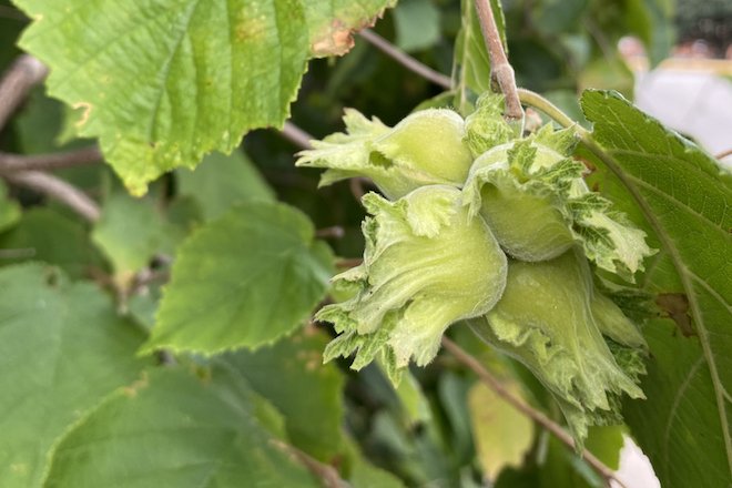 Hazelnuts in their husks