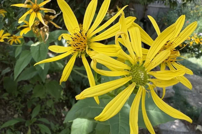 Cup plant flowers