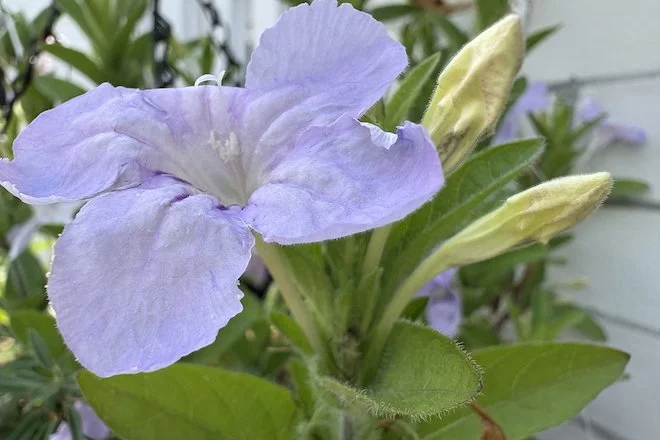 Wild Petunia