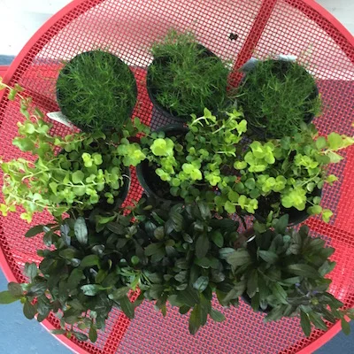 From top to bottom, Irish Moss, Creeping Jenny, and Chocolate Chip Ajuga.
