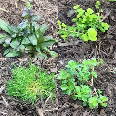The groundcovers installed. Top row from left: Ajuga, Creeping Jenny. Bottom row from left, Irish Moss and a stonecrop sedum. 