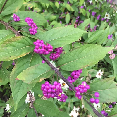 Close-up of the beautiful purple berries that give Callicarpa dichotoma its common name.