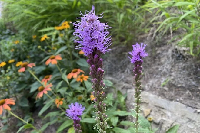 Blazing Star