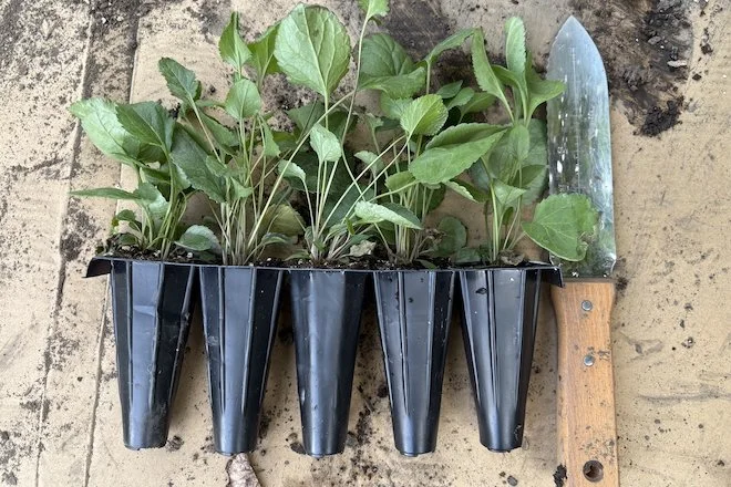 A row of plugs next to a garden knife for scale
