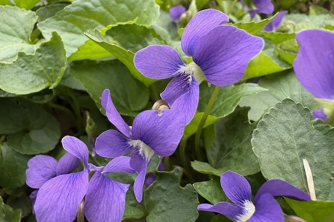 Grow Violets for Butterflies — Blooms to Bees