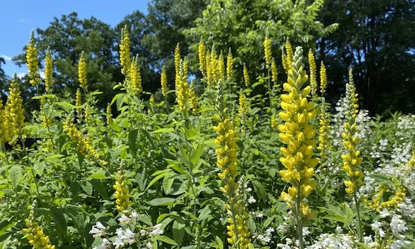 This Week: 3 Native Perennials for Early June Blooms