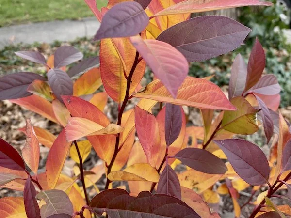 This week: Replace Burning Bush with Better Native Shrubs