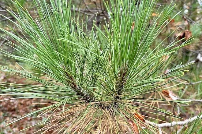 This week: Red Pine Is Hot and Cold