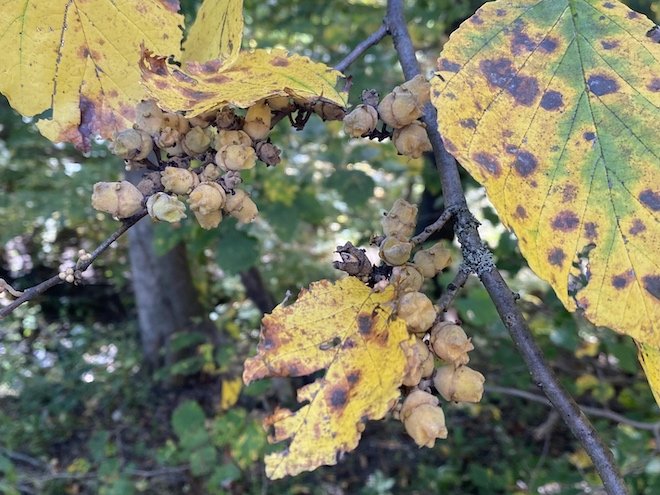 Witchhazel seed capsules