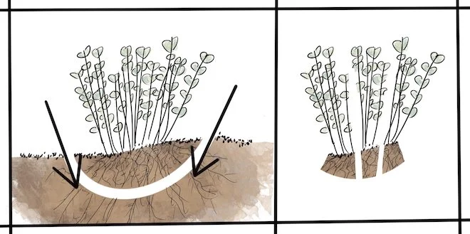 Dividing and Relocating Perennials — Blooms to Bees