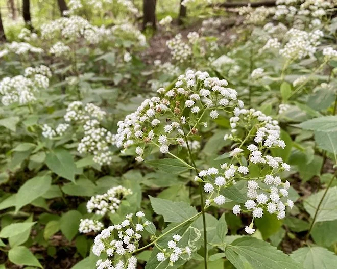 This week: Is White Snakeroot a wildflower or weed?