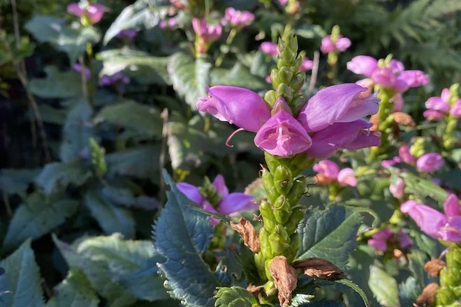 This week: A Turtle Lookalike in the Garden?