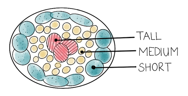 This week: Incorporating tall native perennials into your garden