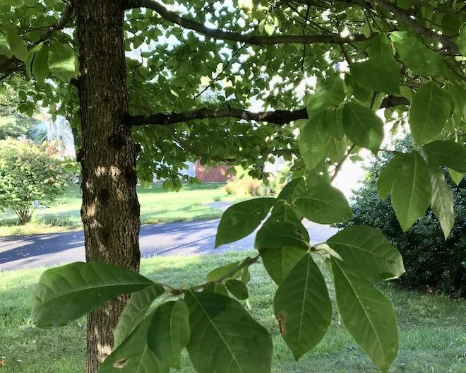 5 Native Shade Trees for Curb Appeal — Blooms to Bees