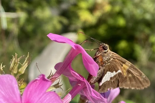 This week: Silver-Spotted Skippers Prefer Pink