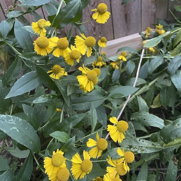 This week: Say hello to Helenium!