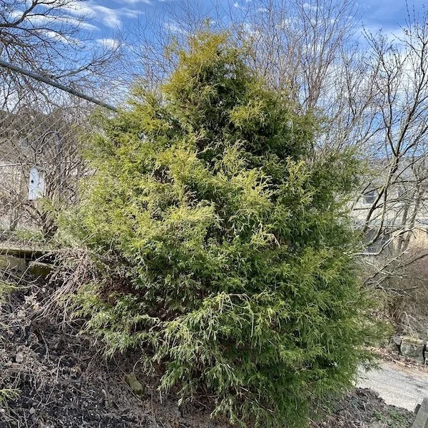 This week: Ubiquitous Arborvitae 