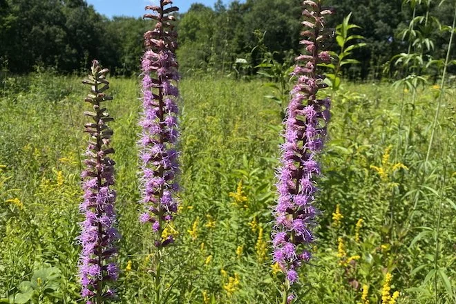 Blazing Star at Jennings Prairie