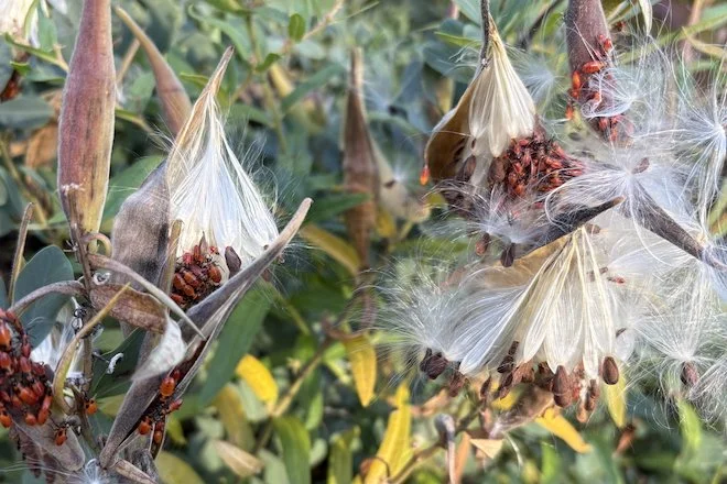 Milkweed Bug nymphs on seed pods